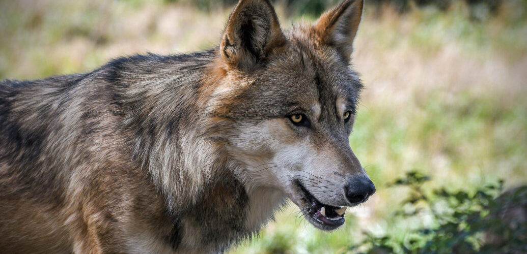 Wolf, pixabay.com